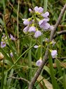 Cardamine pratensis