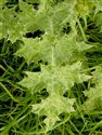 Carduus tenuiflorus