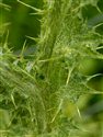 Carduus tenuiflorus