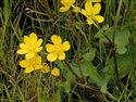 Caltha palustris
