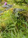 Cirsium dissectum