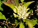 Cornus sanguinea