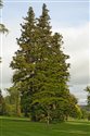 Cryptomeria japonica