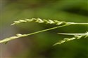 Carex strigosa