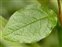 Leaf, Cotoneaster melanocarpus