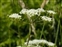 White flowers, Chaerophyllum temulum