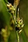 Fruit, Carex caryophyllea
