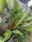 Plant, Calathea lutea