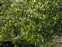 Plant, Cydonia oblonga
