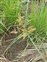 Inflorescence, Cyperus javanicus