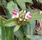 Leaf, Costus lucanusianus