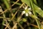 White flowers, Cerastium fontanum