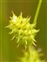 Fruit, Carex lepidocarpa