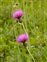 Pink flowers, Cirsium dissectum
