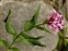The Valerian family, Valerianaceae, Centranthus ruber