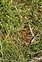 Fruit, Carex lepidocarpa