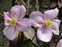 Pink flowers, Clematis montana