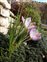 Flower, Crocus laevigatus