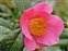 The Tea family, Theaceae, Camellia japonica