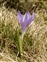 Flower, Crocus neapolitanus