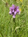 Dactylorhiza incarnata