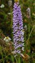 Dactylorhiza fuchsii
