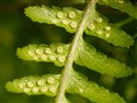 Dryopteris filix-mas