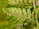 Dryopteris aemula
