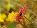 Drosera rotundifolia