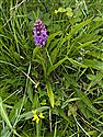Dactylorhiza purpurella