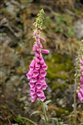 Digitalis purpurea