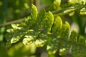 Dryopteris carthusiana