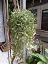 Button Orchid (guest image)