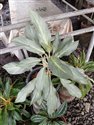 Dumb Cane (guest image)