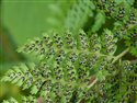 Dryopteris dilatata