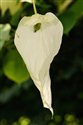 Davidia involucrata