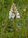 Dactylorhiza maculata