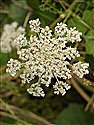 Daucus carota
