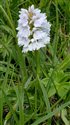 Dactylorhiza maculata