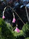 Dierama mossii