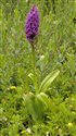 Dactylorhiza praetermissa
