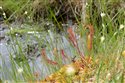 Drosera anglica