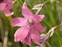 Flower, Dierama dracomontanum
