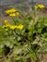 Stem, Diplotaxis muralis