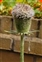 Flower, Dipsacus sativus