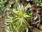 Plant, Dracaena reflexa