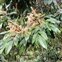 The Pride-of-India family, Sapindaceae, Dimocarpus longan