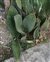 Plant, Dracaena masoniana