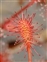Leaf, Drosera intermedia