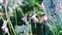 Flower, Dierama ensifolium
